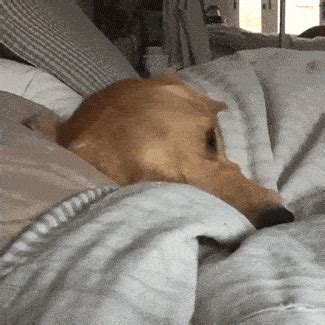 Dogs gifs get the best gif on giphy. » Funny Dog Pictures I