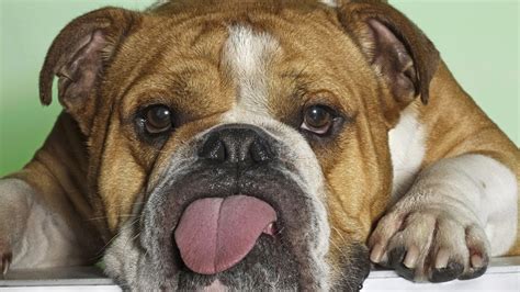 English bulldogs are lovable, dependable dogs who are commonly praised as being great with children. Pedigree Dogs Exposed - The Blog: Dutch KC introduces ...