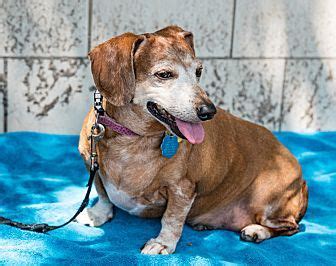 Oscar is 1 year old and weighs 24 pounds. Houston, TX - *Senior* Dachshund Mix. Meet Millie a Dog ...