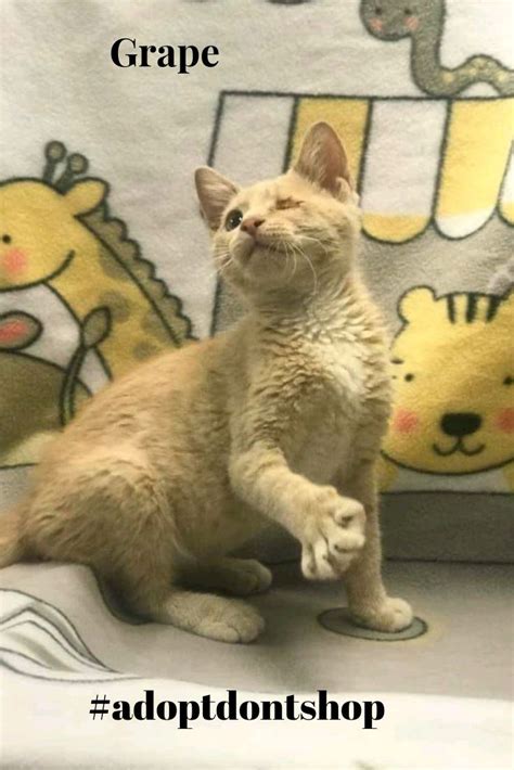 The jacksonville humane society has a wide variety of cats and kittens, of all ages and colors, waiting to meet you at 8464 beach blvd. Grape is available for adoption at Imperial County Humane ...