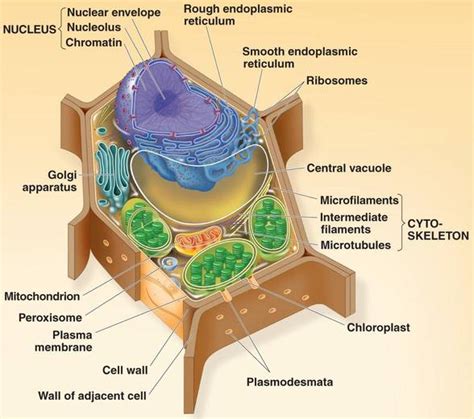 While both animal and plant cells have microtubule organizing centers (mtocs), animal cells also have centrioles associated with the mtoc: junction.html 11_04DirectContact-L.jpg