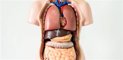 Diagram of liver in human body. Seven body organs you can live without