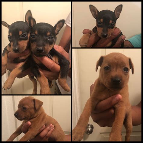 Miniature Pinscher Puppies For Sale | Pensacola, FL #329135