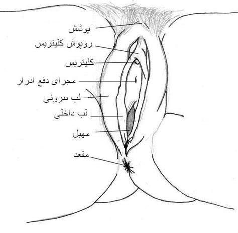 Feb 04, 2019 · تمام فیلم ها ی سکسی و داستان های سکسی که در این سایت قرار داده شده اند رایگان میباشند. http://upload.wikimedia.org/wikipedia/fa/9/90/AlatZanane.jpg