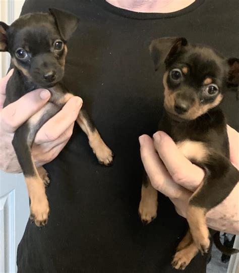 We did not find results for: Miniature Pinscher mix chihuahua puppies
