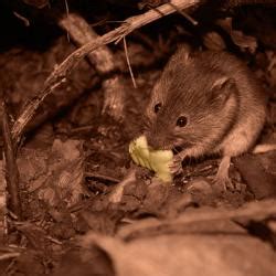 A mice plague has arrived in central queensland and is set to slash yields by a third according to agronomists, worsening the prospects for farmers… elders has welcomed the nsw government announcement of a support package worth $50m to help fight the worsening mouse plague currently. The Mallee Pioneers | Great Australian Story