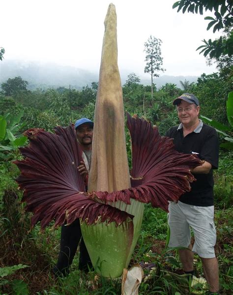 100 reward points can convert to rm1. The Amorphopallus Titanium, one of the largest flowers in ...