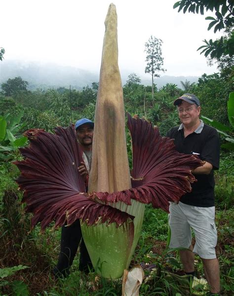 Check spelling or type a new query. The Amorphopallus Titanium, one of the largest flowers in ...