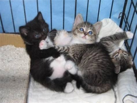 Domestic longhair kitten with extra toes beautiful sandy apricot boy happy, calm, content kitty dewormed litter trained. Domestic Long Hair - Kittens - Small - Baby - Female - Cat ...