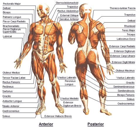 As well as learning frequently used terminology within anatomy. Physio Life Today: Anatomy or Body Structure - Muscles