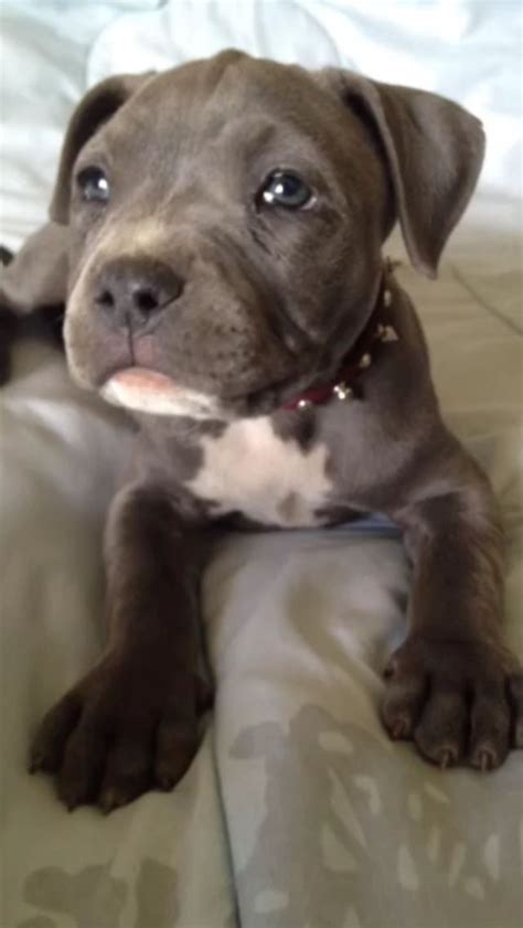 Avoid scams by acting locally or paying with paypal. blue eyed pitbull (With images) | Animals, Baby pitbulls ...