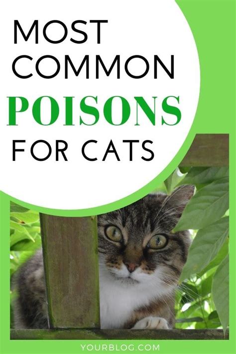 Common causes of poisoning in cats. Top Poisoning Risks for Cats | Cat care tips, Cats, Cat life