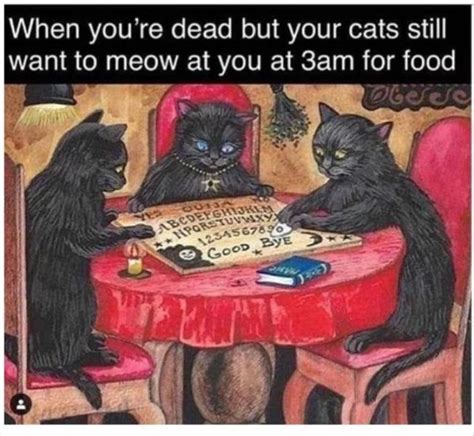 500 x 500 jpeg 53 кб. Afternoon Funny Meme Dump 35 Pics in 2020 | Cats, Caturday ...