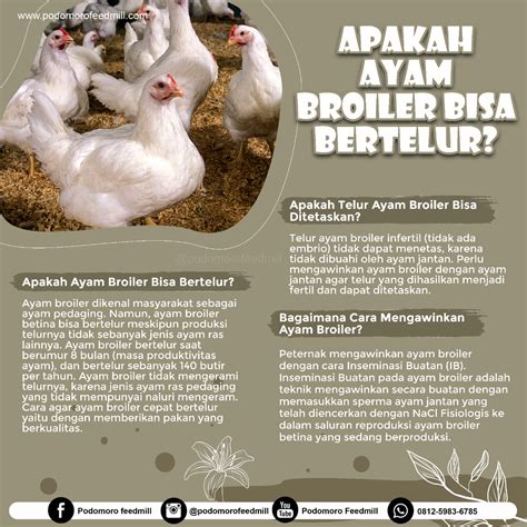 Jadi, telur yang kita biasanya konsumsi bisa jadi ialah telur yang tidak dibuahi atau pun telur yang dibuahi namun tidak. Tahukah Kamu Apakah Ayam Broiler Bisa Bertelur, Podomoro ...