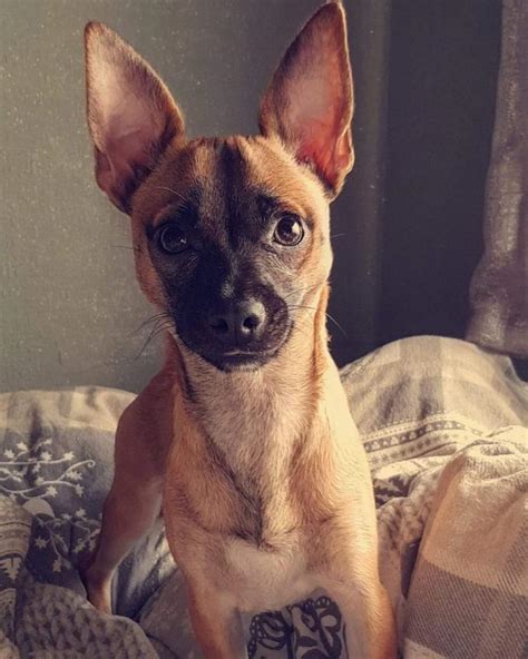 Short coat chihuahuas come in a variety of colors, ranging from tan to black. Chihuahua (Smooth Coat) | Facts and Information | VioVet