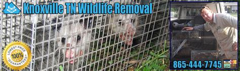 Get similar jobs sent to your email. Knoxville Animal Removal, Wildlife Exterminator Tennessee