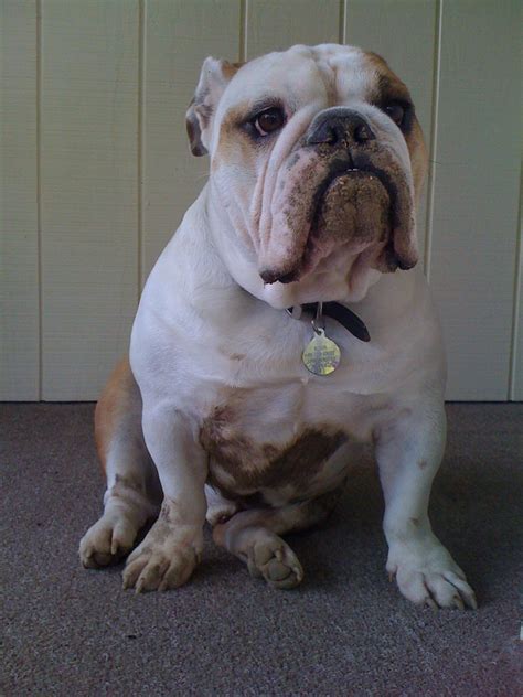 Let's look at what's considered normal and discover common causes for excessive shedding. "What dirt?" | Bulldog, English bulldog, French bulldog