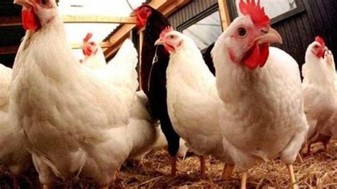 Anda berada di tempat yang tepat! Referensi Harga Ayam Broiler Hari Ini : Berita Harga Ayam ...