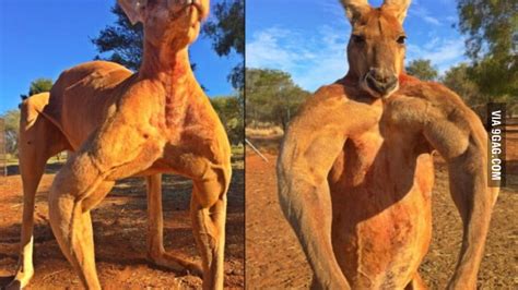 In 2013 bbc filmed a documentary, kangaroo dundee, highlighting the work barns does at the. Just a flexing kangaroo - damn Australia! - 9GAG