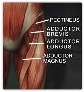 When i buy whole chicken, it's usually pretty small birds, but even then the tendon is still quite big and makes it unpleasant to eat around. MUSCLES OF THIGH & LOWER LEG (ORIGIN, INSERTION, ACTION) Flashcards by ProProfs