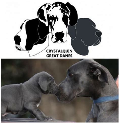 Breeders of bis, biss, rubis, grand champions and numerous champions over 46 years, including dane of the year, our involvement and love for the breed has. Crystalquin Great Dane Breeder - Bendigo, VIC