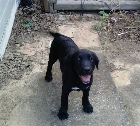 Brooks labrador retrievers, labradors, retrievers, labrador,breeding labs, black labs, co yellows, breeder labradors colorado, puppies for sale labs, colorado, labrador. Free Black Lab Puppies : Birmingham