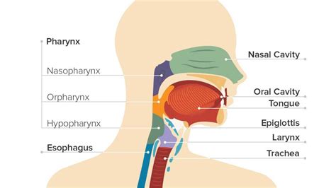 Cancer in your throat can affect your voice. Throat Cancer: Causes, Symptoms, and Diagnosis