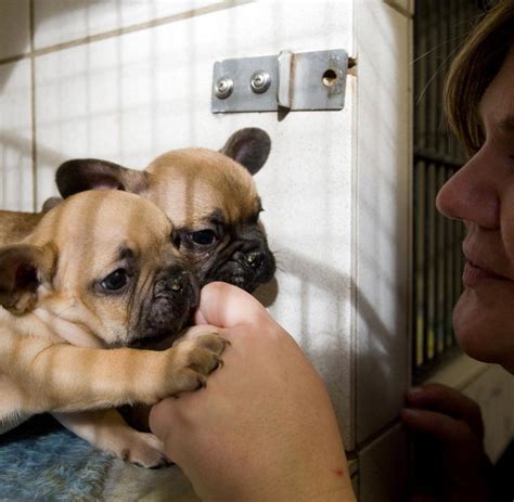 Boxermischling greta sucht neues zuhause. Welpen Suchen Ein Zuhause Nrw