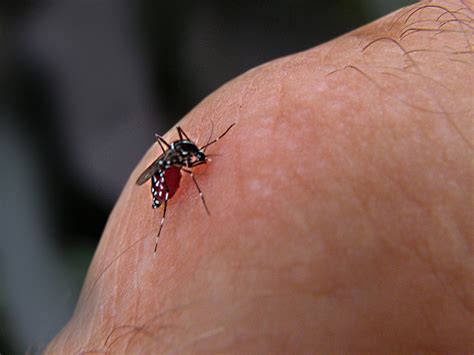 The dengue fever is then transmitted to someone else when an infected mosquito bites that person.2 x research source. Delhi Dengue Debacle: What You Can Do To Protect Yourself