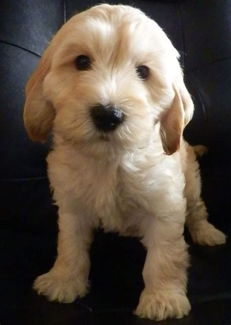 A cockapoo is a cross between a cocker spaniel and a poodle. cockapoopups | Cockapoo puppy lovers in England, Scotland ...