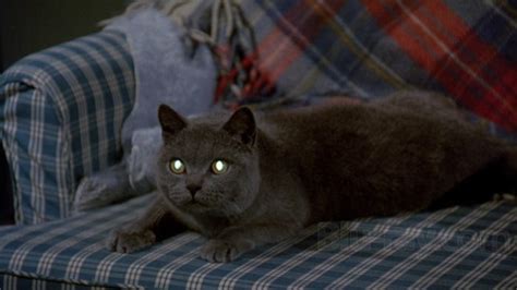 This is where stephen king makes his cameo in the film. Stephen King 5-Film Collection: Pet Sematary (1989) (Blu ...