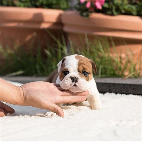 English bulldogs are very clever, entertaining, and very loyal. Benita Classic Teacup English Bulldog in 2020 | English ...