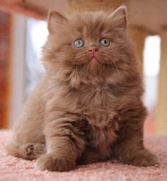 Its puffy cheeks and the british longhair emerged in the early 1900s after the british shorthair cat was crossbred with to keep it alive, breeders paired the british shorthair with persians. cinnamon british longhair | Cute cats, Beautiful cats ...
