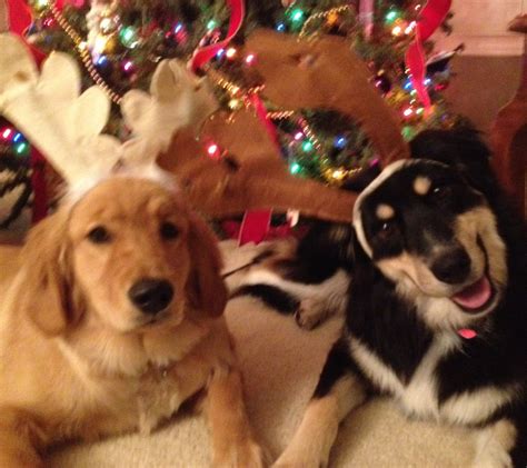 Cute puppy dogs enjoying the christmas season. Cute Christmas puppies