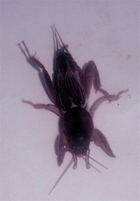 Download now apa itu ketonggeng. flora-fauna Indonesia: May 2012