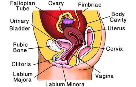 This labeling game can help children to combine the visual learning side of learning the parts of the body with the tactile movement of placing the title of each part on the picture. 13. 61: Female Reproductive Structures - Biology LibreTexts