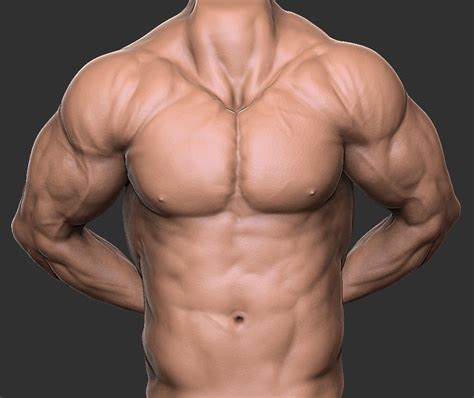 Select from premium male anatomy images of the highest quality. ArtStation - Male Torso Anatomy Study, Euler Ribeiro