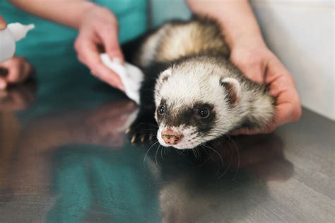 Can't afford the vet bill? Finding A Ferret Vet Near Me - Meet Dr. David Vella