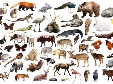 From tropical to the alpines, give looking at sikkim wildlife richness list of animals | body parts names. The Human Animal: Beastly Names for People | Merriam-Webster