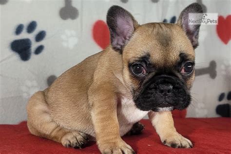 Colorado breeder of akc registered french bulldogs. Midget: French Bulldog puppy for sale near Colorado ...