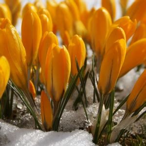 I fiori invernali da mettere in balcone: 10 fiori invernali da coltivare in balcone