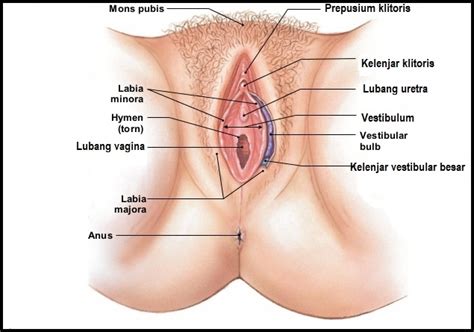 Perempuan tanpa lubang by hasta indriyana; Aneka Macam Bentuk Lubang Vagina Wanita - Berbagi Bentuk ...