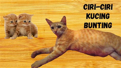 Namun, kemandulan pada wanita juga bisa ditandai dengan riwayat. KENALI CIRI-CIRI KUCING BUNTING / SIGNS OF PREGNANCY CAT ...