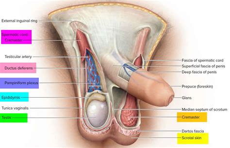 How is a brain tumor diagnosed? Orchiectomy surgery, bilateral, radical orchiectomy, life ...