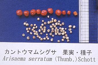 We did not find results for: Arisaema serratum カントウマムシグサ 果実・種子