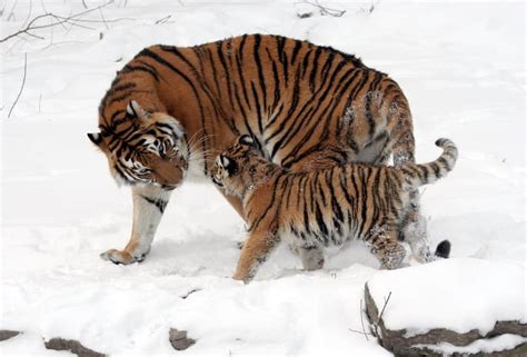 6 Rarest Tiger Species in the World | Rarest.org