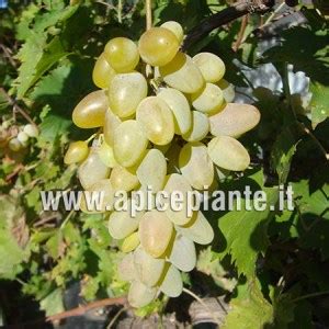 Uva regina, una delle varietà di uva da tavola più antiche (sembra che sia. UVE da tavola resistenti alle malattie Vitis vinifera L ...