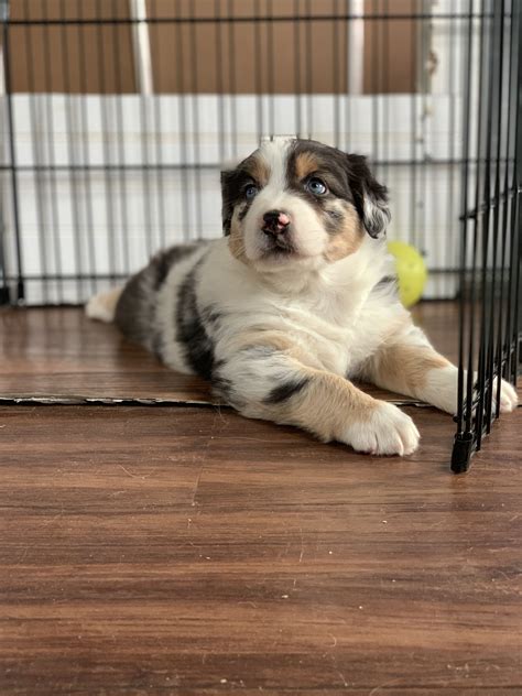 We raise toys and mini's. Australian Shepherd Puppies For Sale Near Me - Wayang Pets