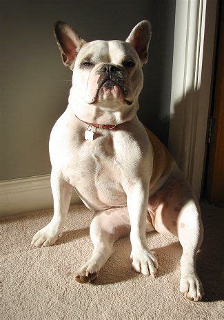 List of popular french bulldog mixes. french bulldog full grown - Google Search | French bulldog ...