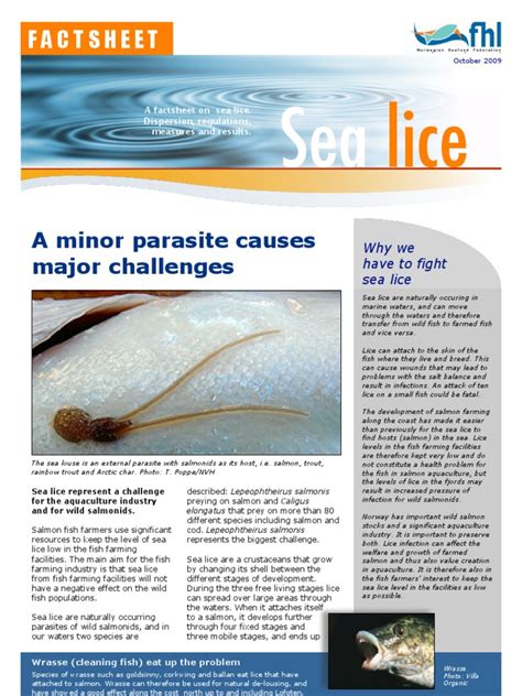 Sea lice aren't really lice. Factsheet on sea lice | Aquaculture | Edible Fish